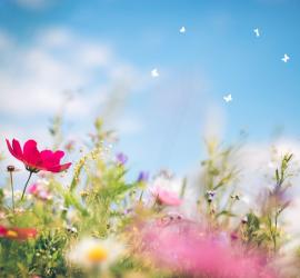 printemps