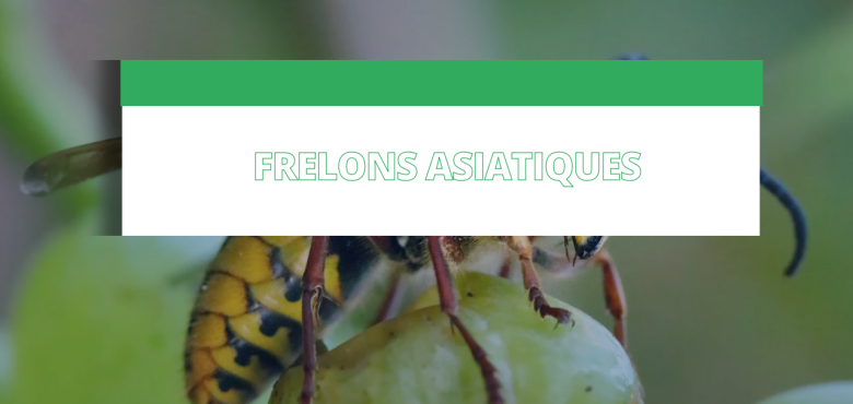 frelons asiatiques